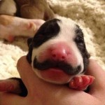 chien-moustache