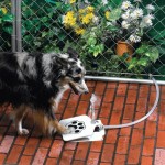 fontaine-eau-chien