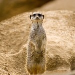 suricate 161809