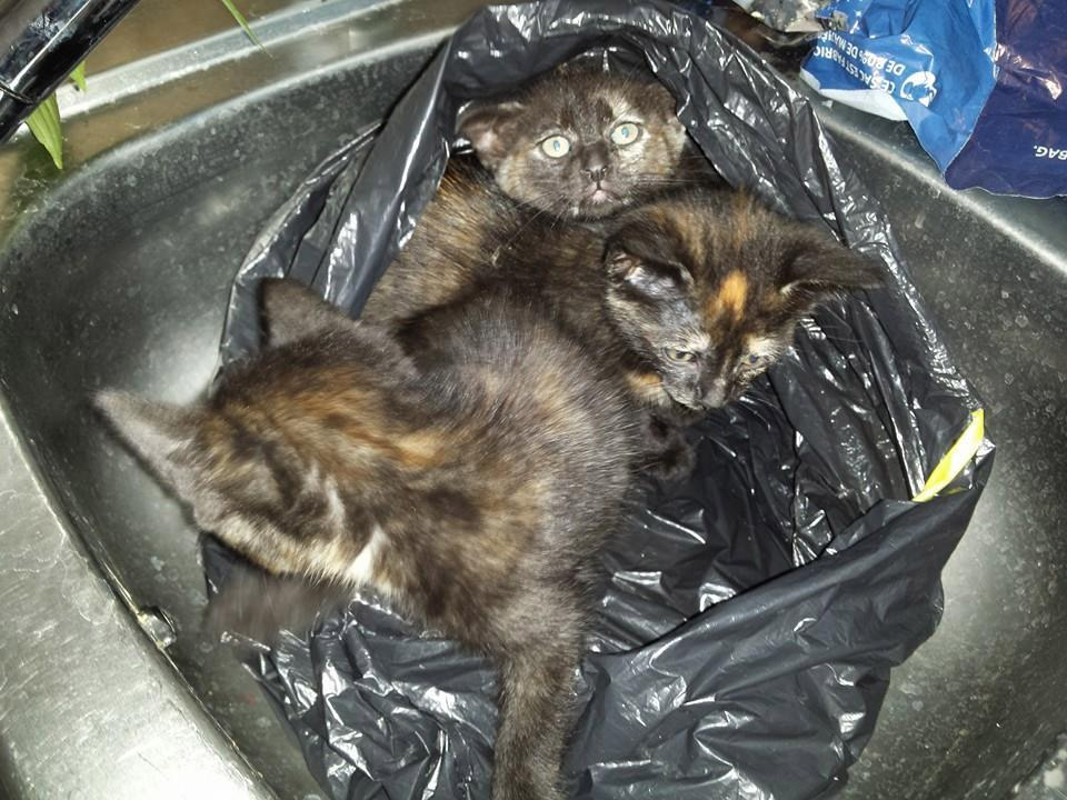 4 chatons abandonnés dans un sac poubelle pour adoption 