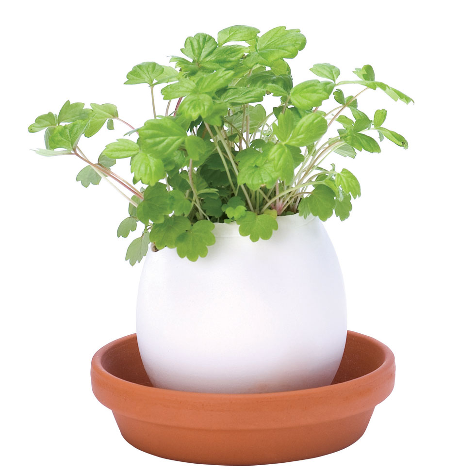 Oeuf fraisier sauvage