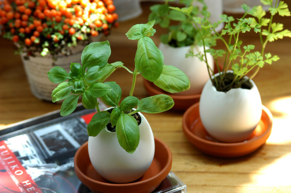 Oeuf fraisier sauvage