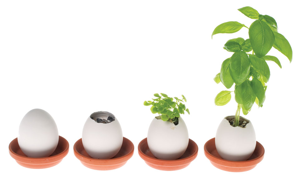 Oeuf fraisier sauvage