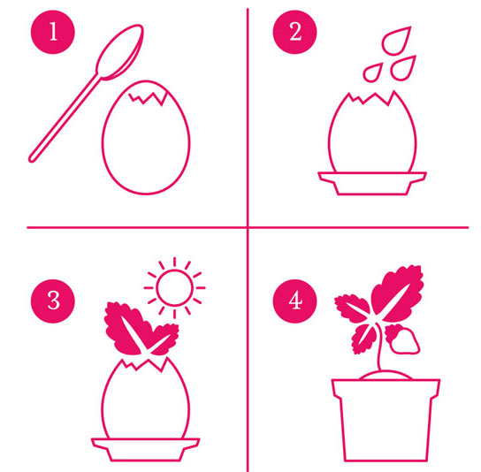 Oeuf fraisier sauvage