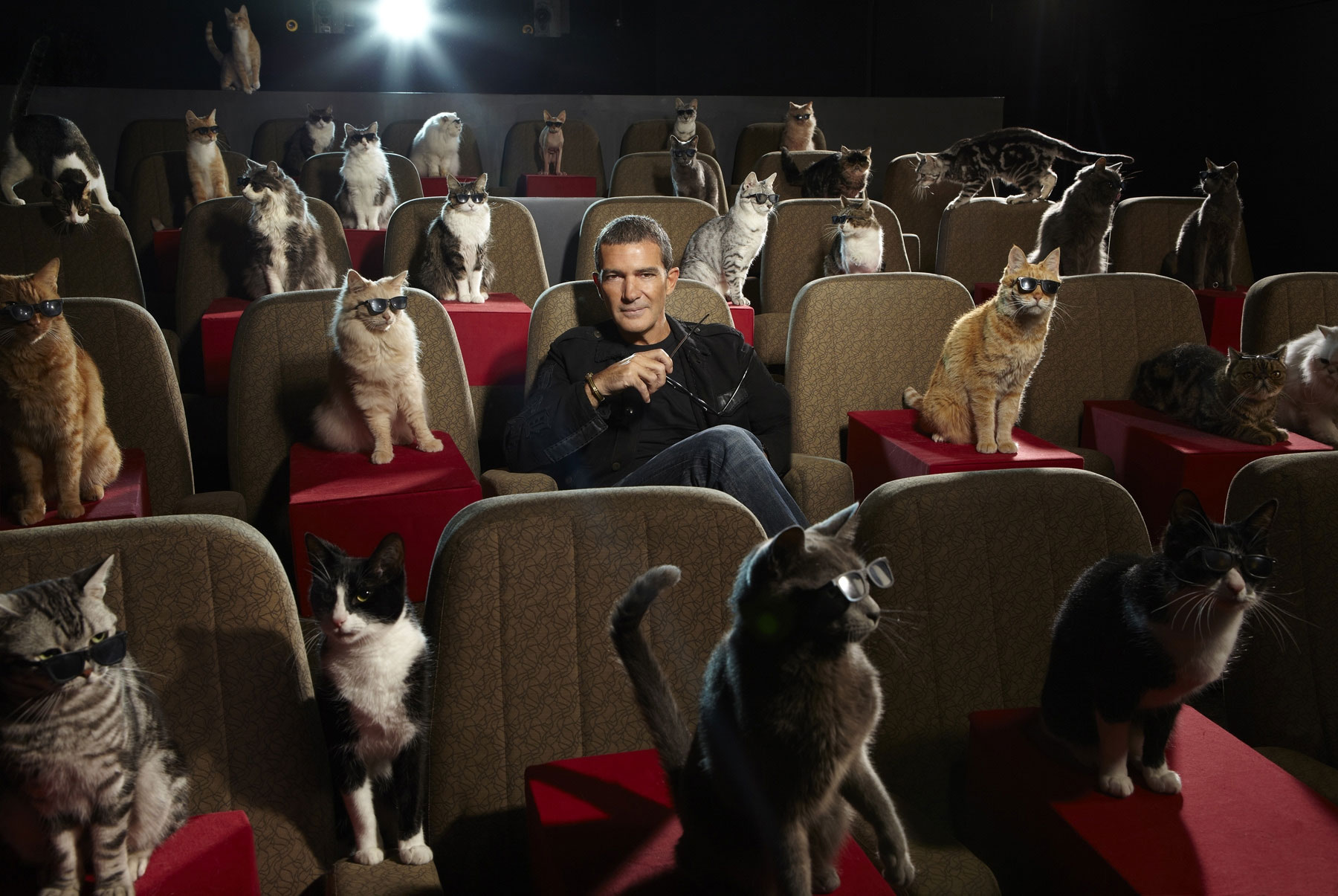 Cinéma pour les amoureux des chats