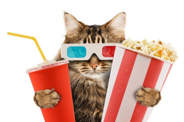 Cinéma pour les amoureux des chats