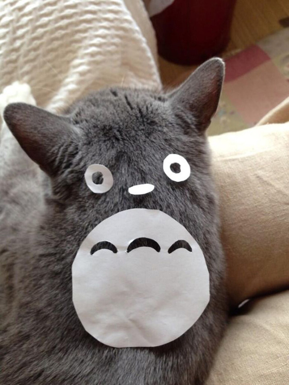 Transformer son chat en Totoro