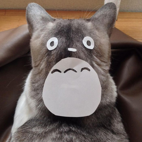 Transformer son chat en Totoro