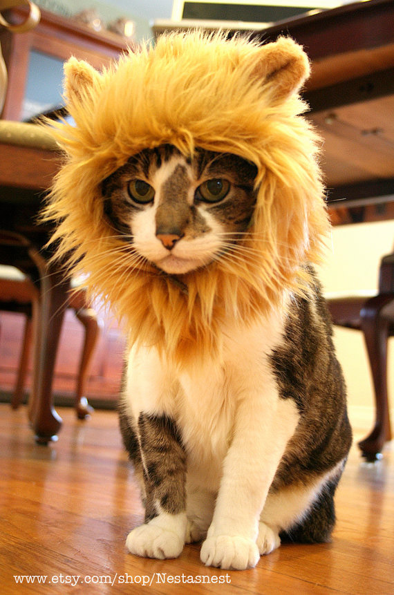 La crinière de lion pour chat - animaux, Geek