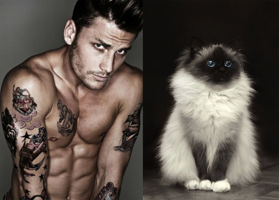 Des Hommes Et Des Chatons Animaux Geek