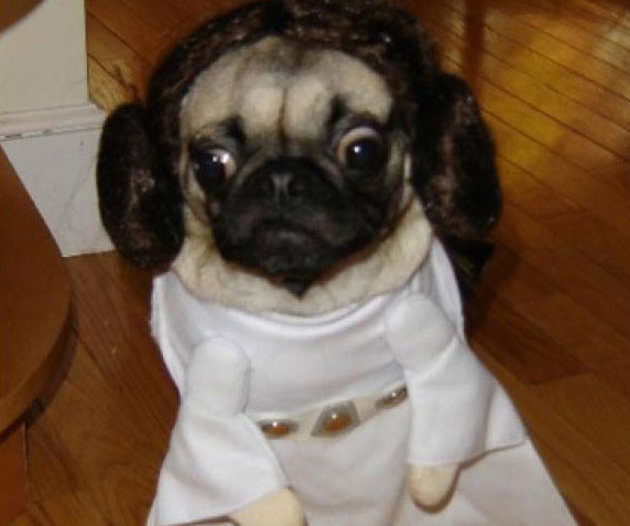 Costume Princesse Leia pour chien