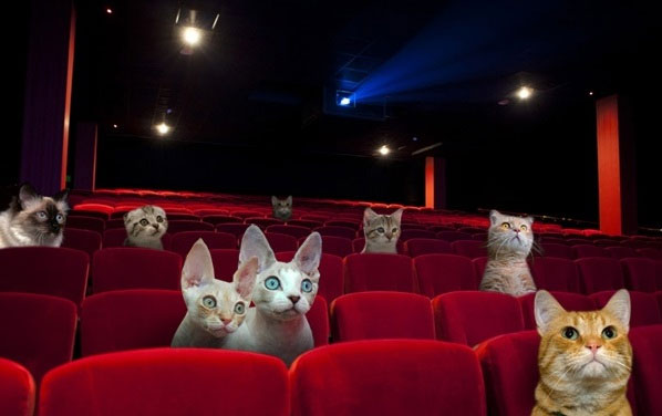 Cinéma pour les amoureux des chats