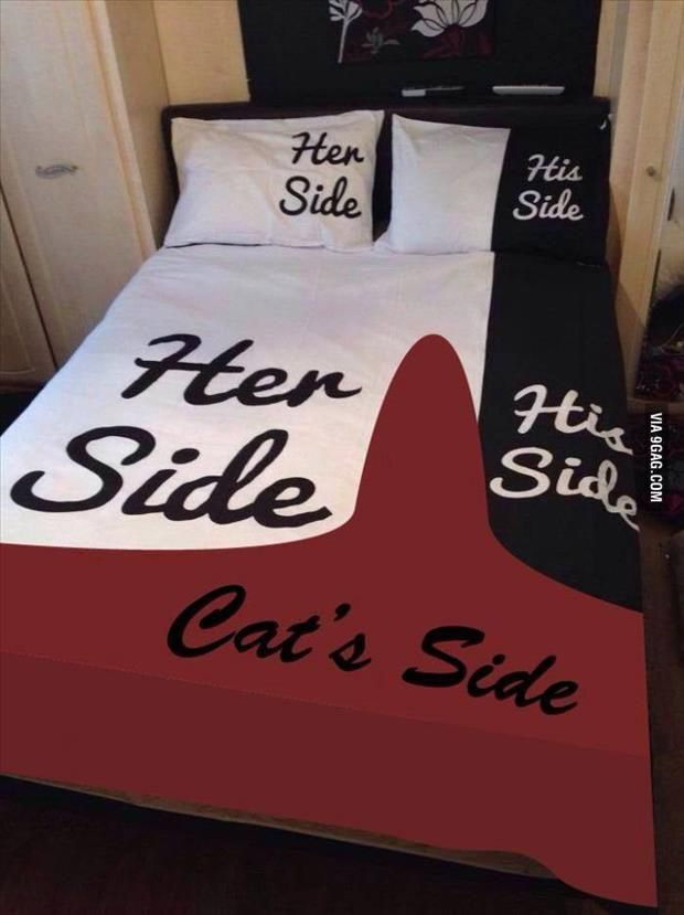 La place du chat dans un lit