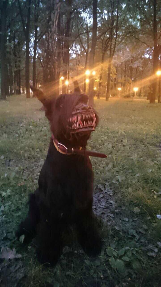Muselière chien zombie
