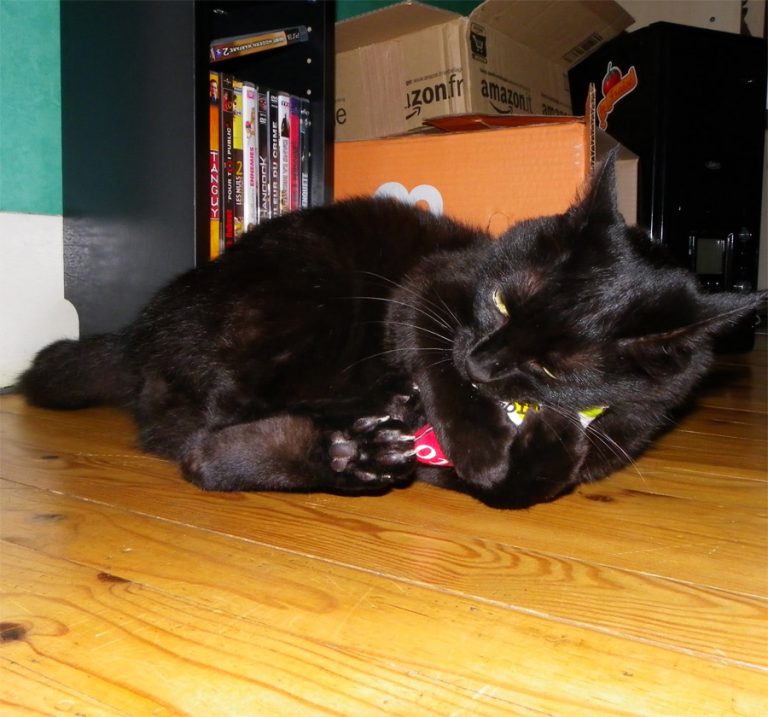 Mon Chat Se Frotte Partout Et Miaule Dingo : Mon petit chat - animaux, Mon chat est une Star